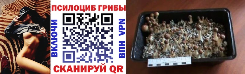 Псилоцибиновые грибы Psilocybine cubensis  Купить закладки  Камышин 
